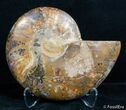 Inch Split Ammonite (Half) #2646-1